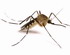 Mosquito Virus del Nilo